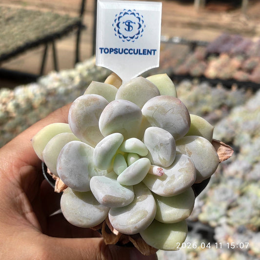 361477 Echeveria White Rabbit (6.5cm pot size)