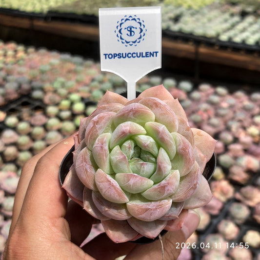 361467 Echeveria Peach Jade (6.5cm pot size)