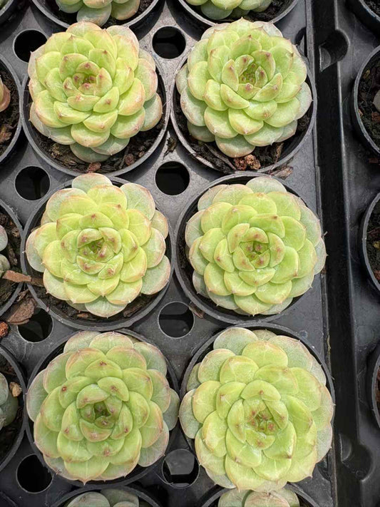 361856 Echeveria Green Jewel (5cm pot size)