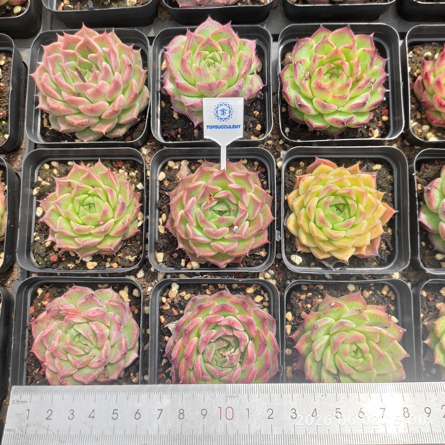 25517 Echeveria Ruby Tempest (6.5cm pot size)
