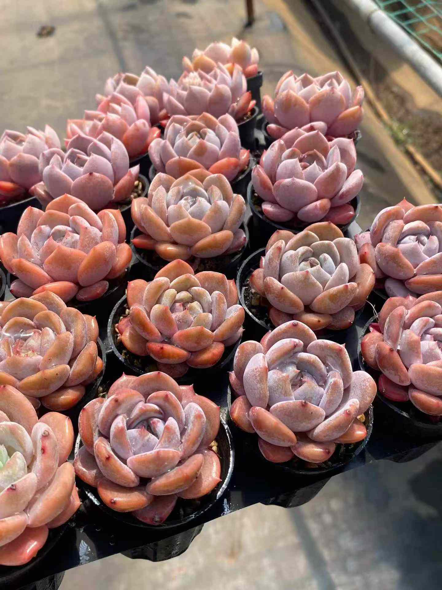 361700 Echeveria Little Lily (5.5cm pot size)