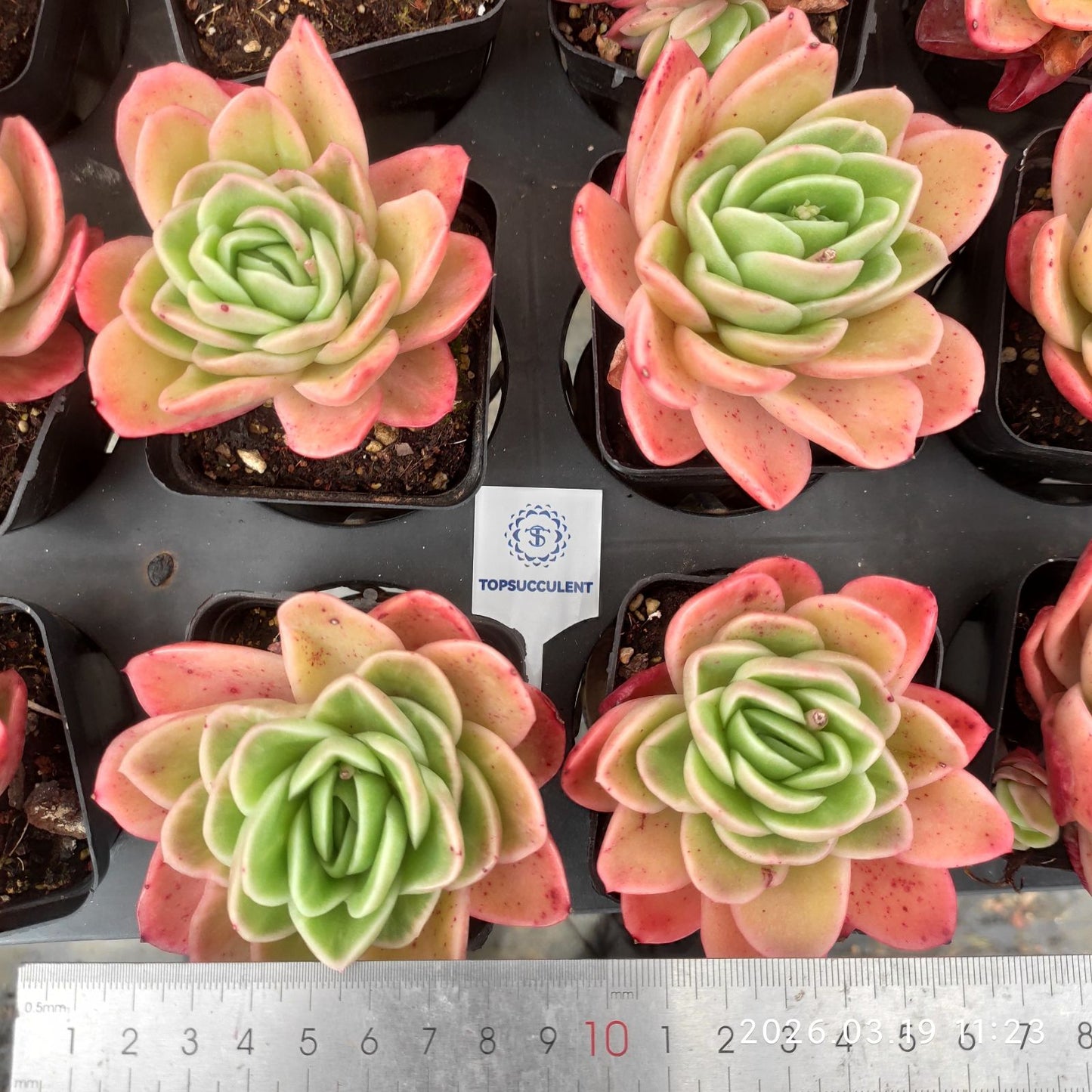 360591 Echeveria Ice Rose (7cm pot size)