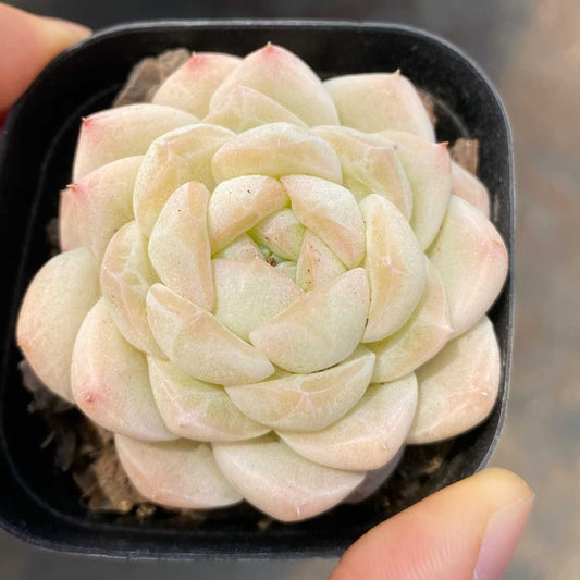 360959 Echeveria Drunken Face (6.3cm pot size)