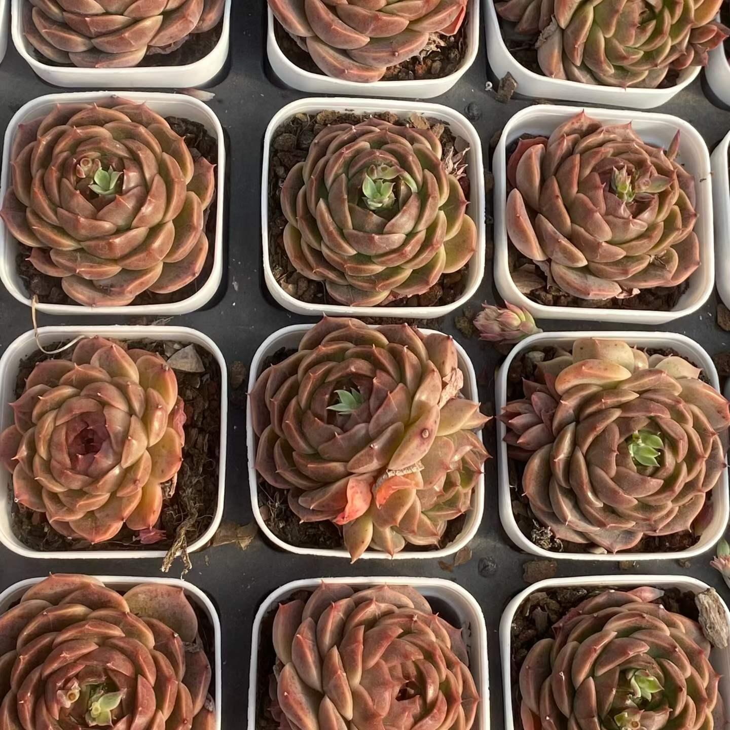 361096 Echeveria Gold Thread Clothing (6.5cm pot size)