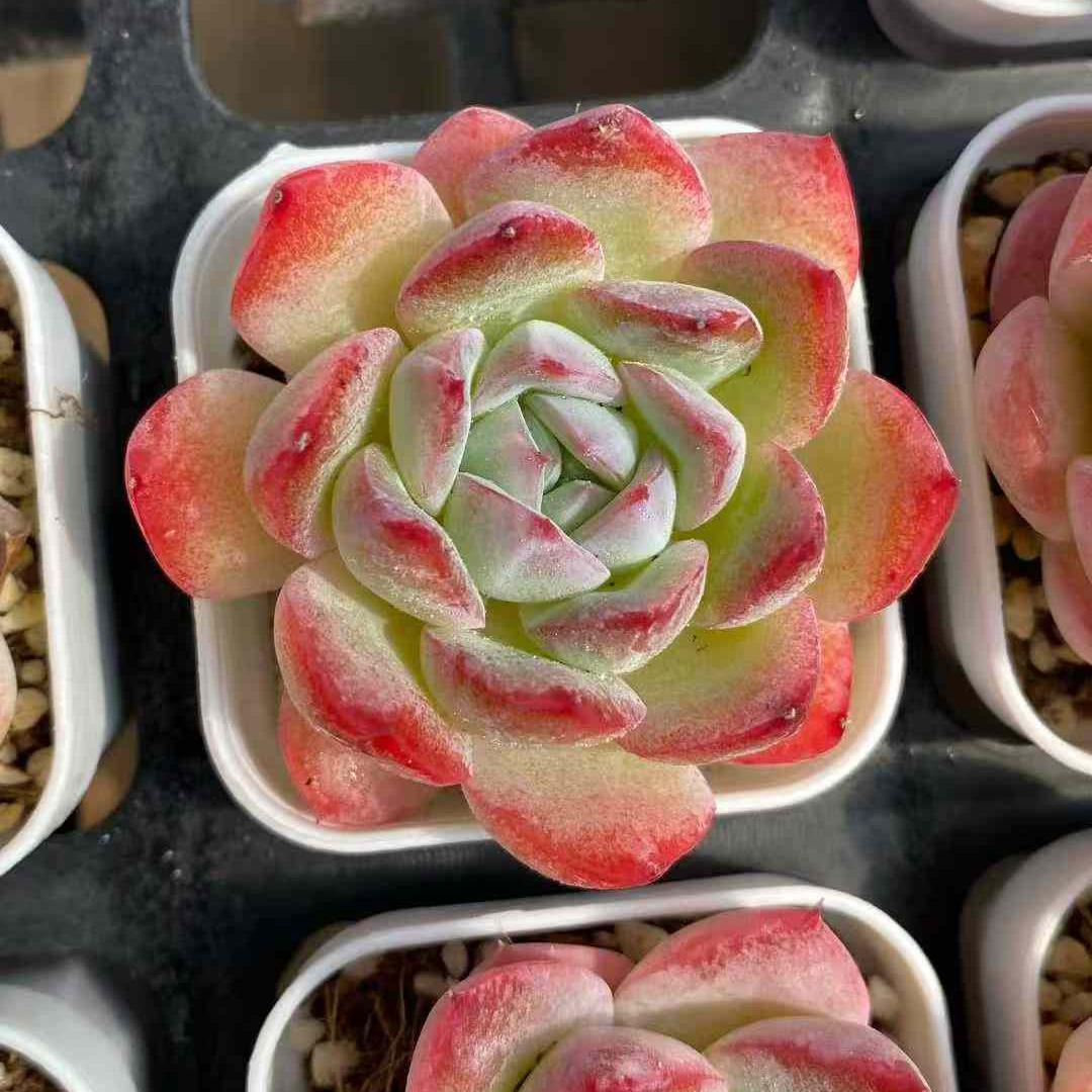 22762 Echeveria Strawberry Almond Hyb (5.5cm pot size)
