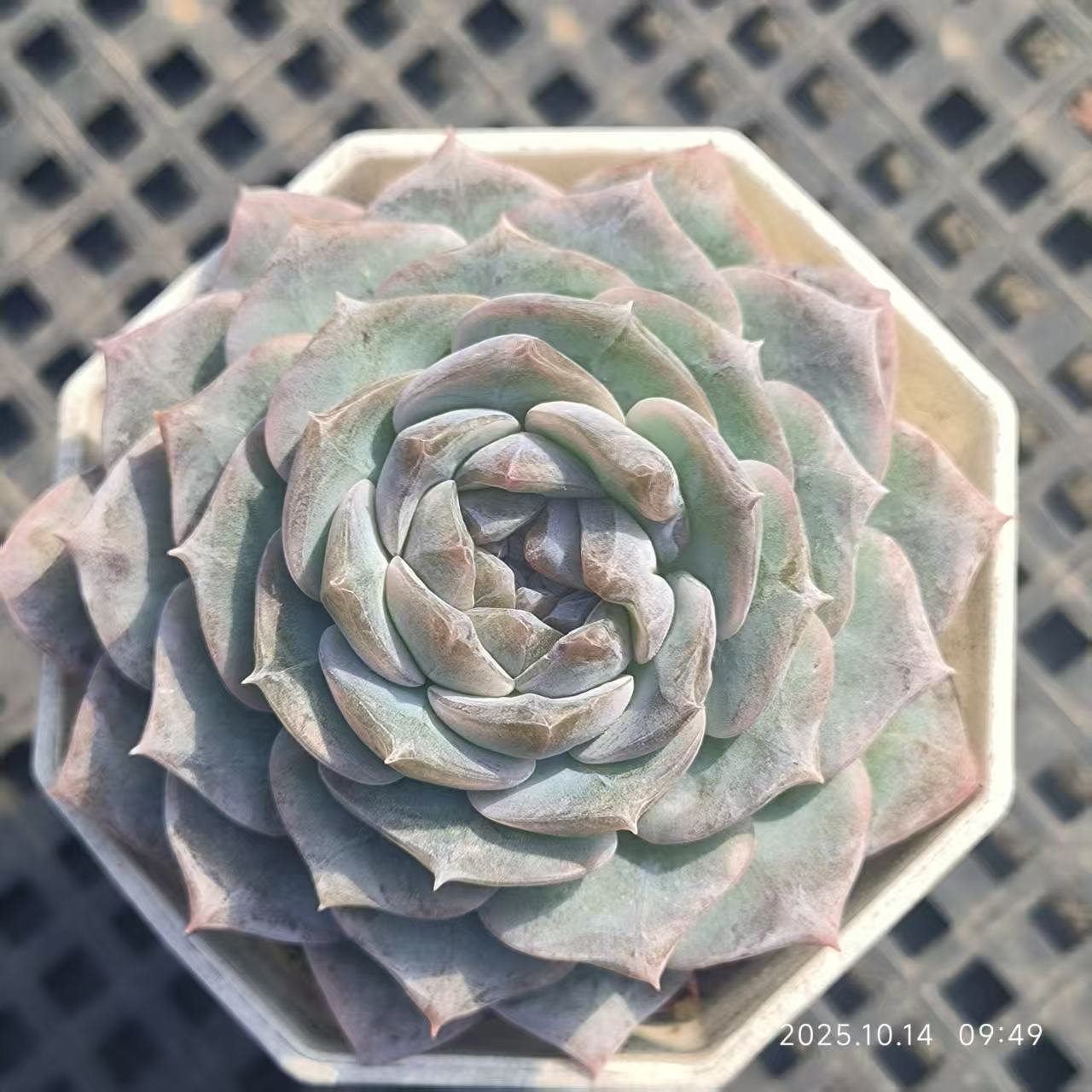 21407 Echeveria Ice Heart (6.5cm pot size)