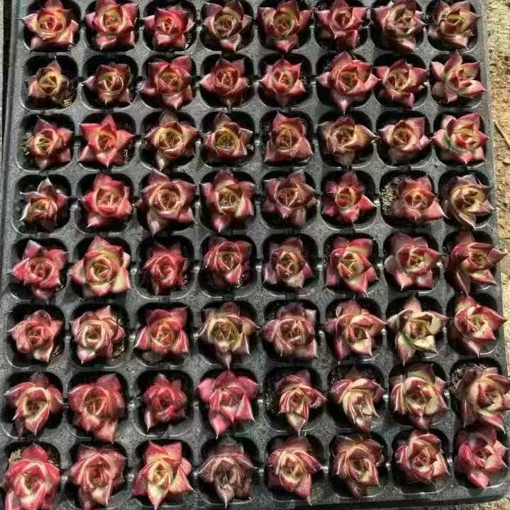 15773 Echeveria Red Jika (3cm pot size)