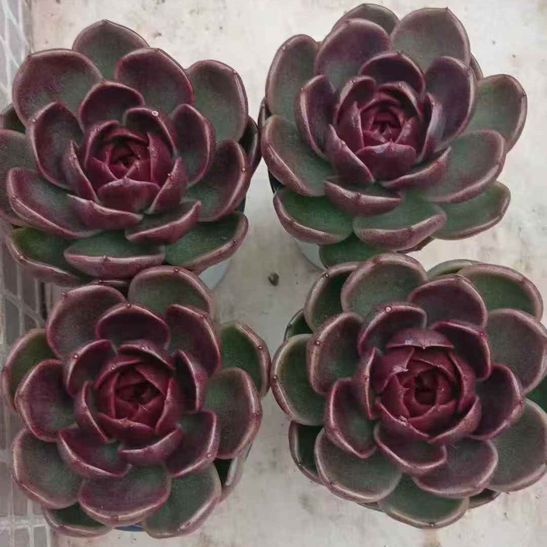 23637 Echeveria Mystic Crystal Orange (9cm pot size)