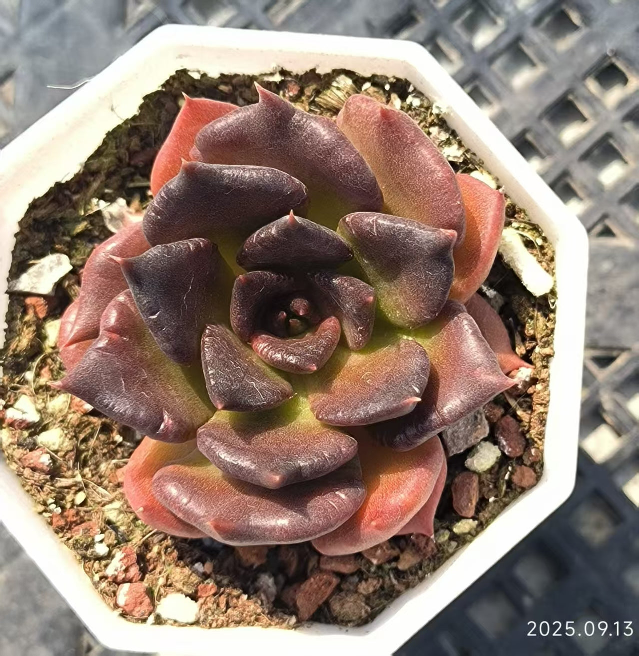 GR417 Echeveria Black Madiba(6.5cm pot size)