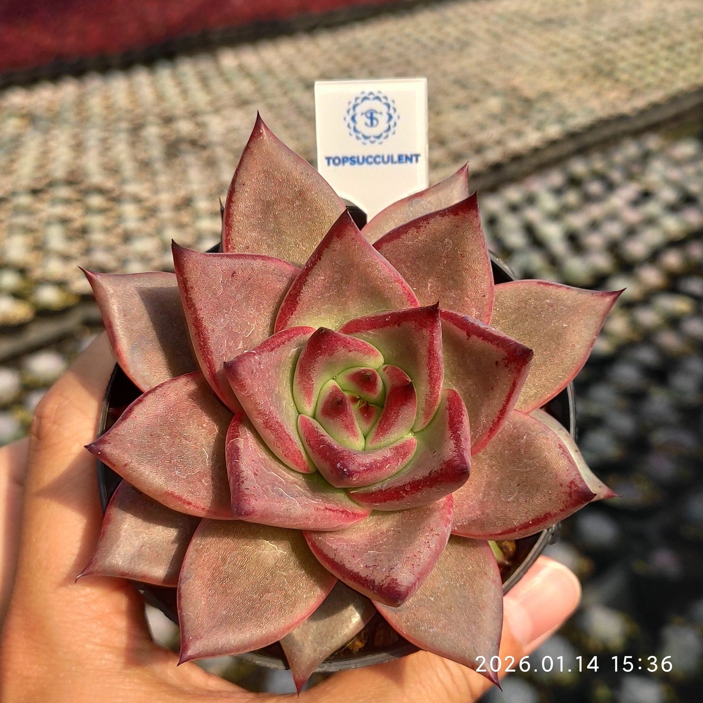 18049 Echeveria Romeo (5.5cm pot size)