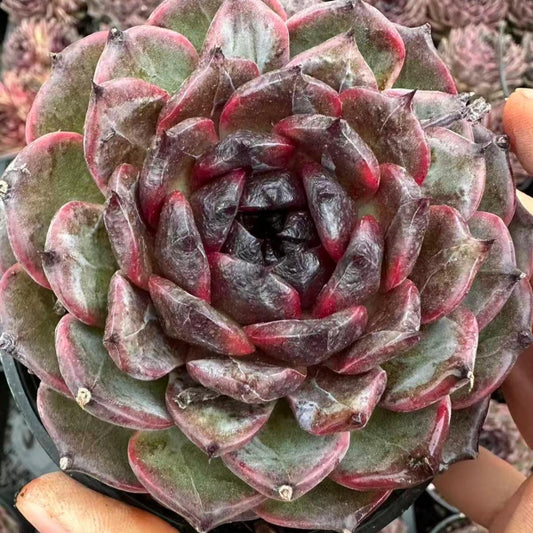 22625 Echeveria Black Moss (9cm pot size)
