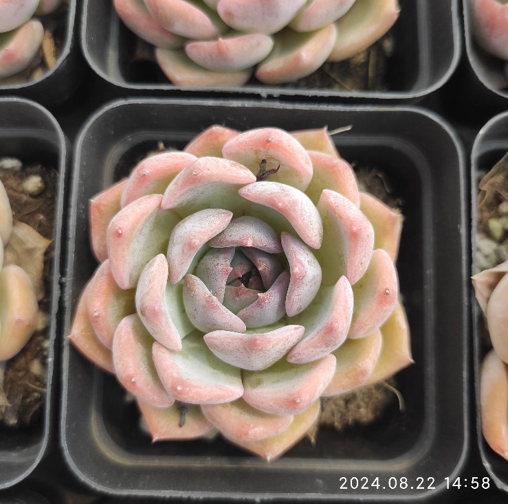 MMT241 Echeveria Caroline