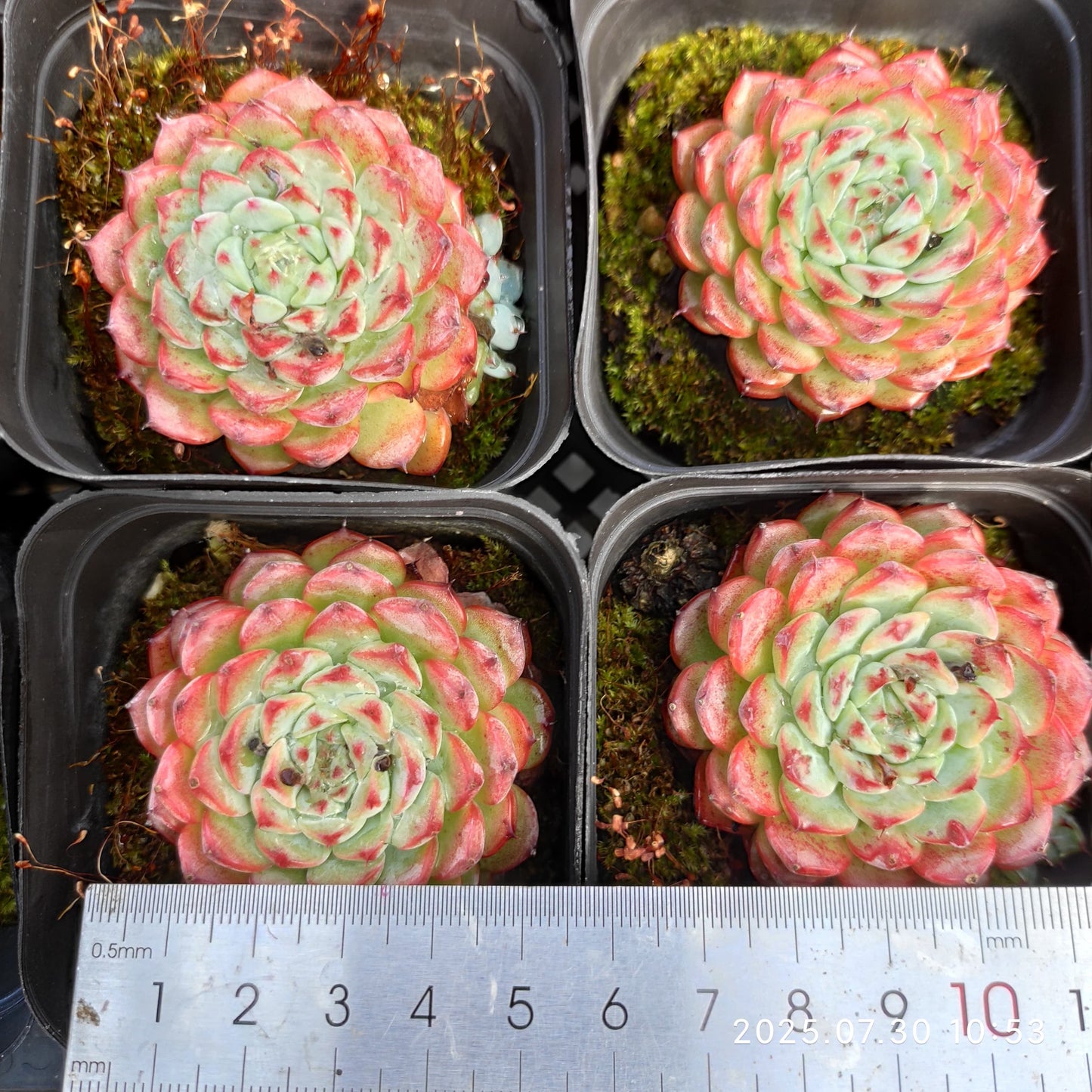 0364 Echeveria Blue Minima (7cm pot size)