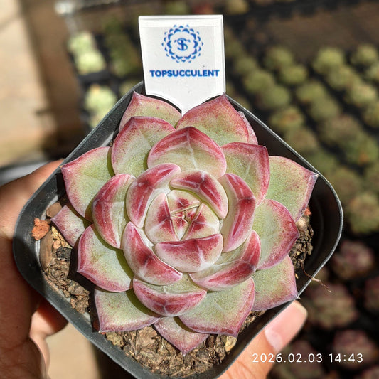 25677 Echeveria Dare Devil (6.5cm pot size)