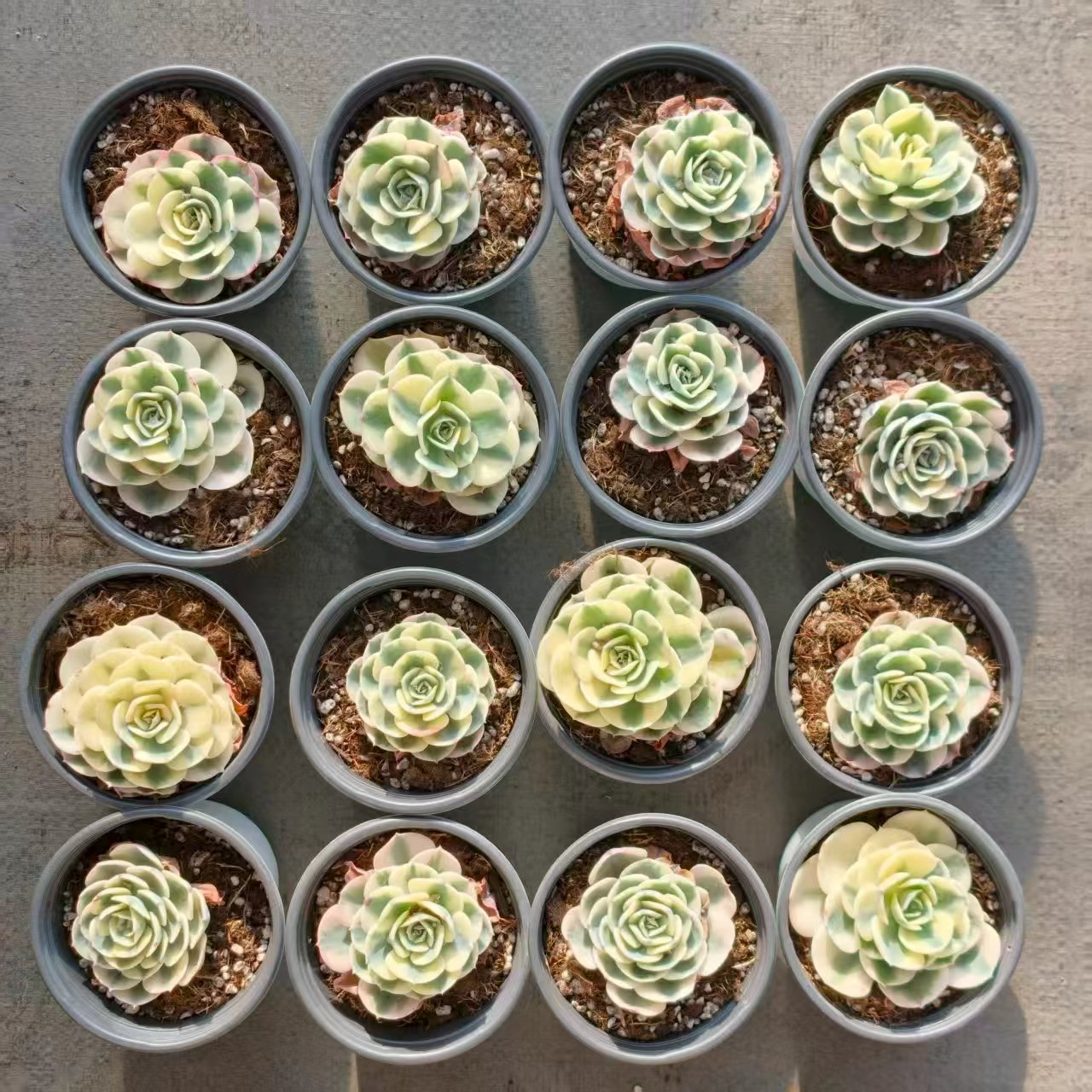 25069 Echeveria Lenore Dean Variegated (9cm pot size)