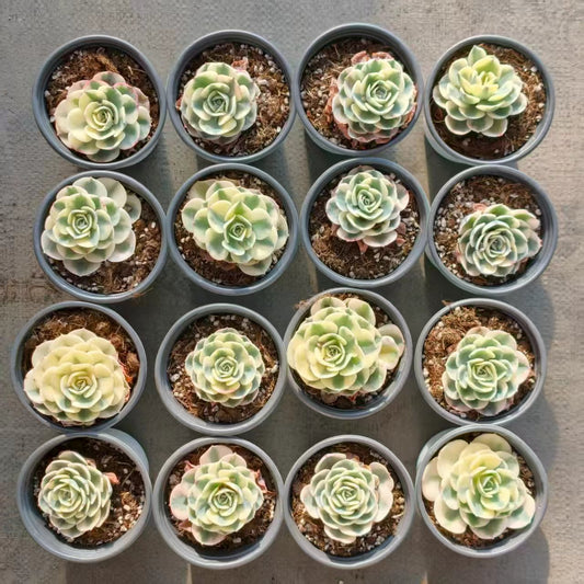 25069 Echeveria Lenore Dean Variegated (9cm pot size)