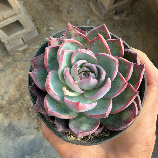 362010 Echeveria Casio (12cm pot size)