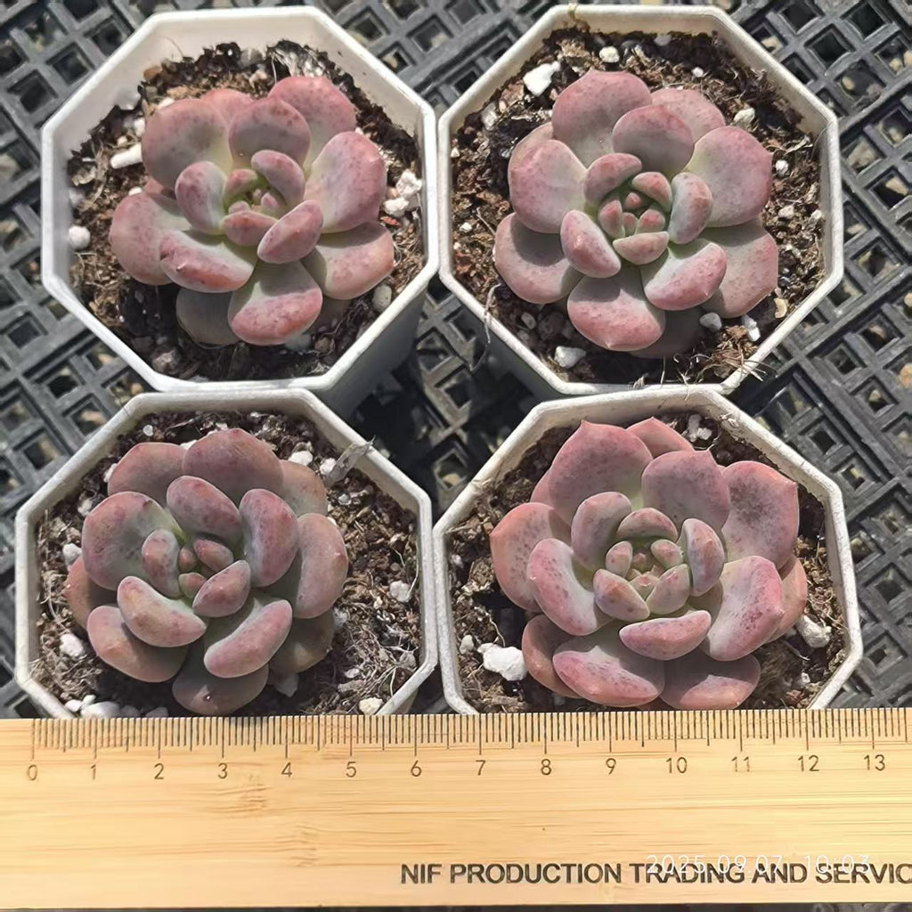 FFH229 Echeveria Ariel(5cm pot size)