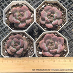 FFH229 Echeveria Ariel(5cm pot size)