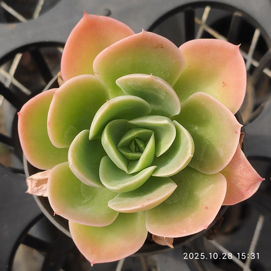 22212 Echeveria Star Tana (7cm pot size)