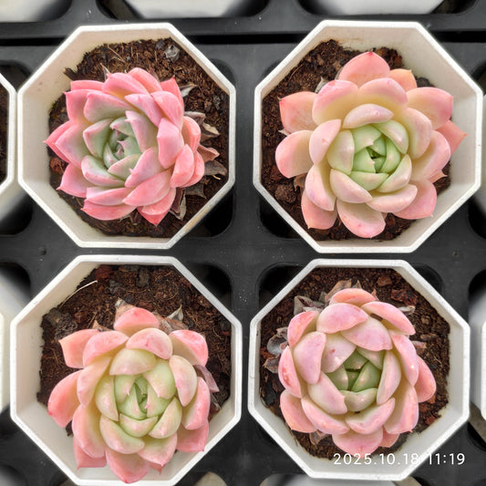 21574 Echeveria Queen Hyb (7cm pot size)