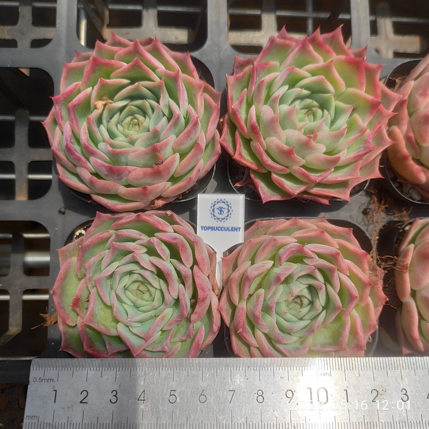 80569 Echeveria Sky World (6.5cm pot size)