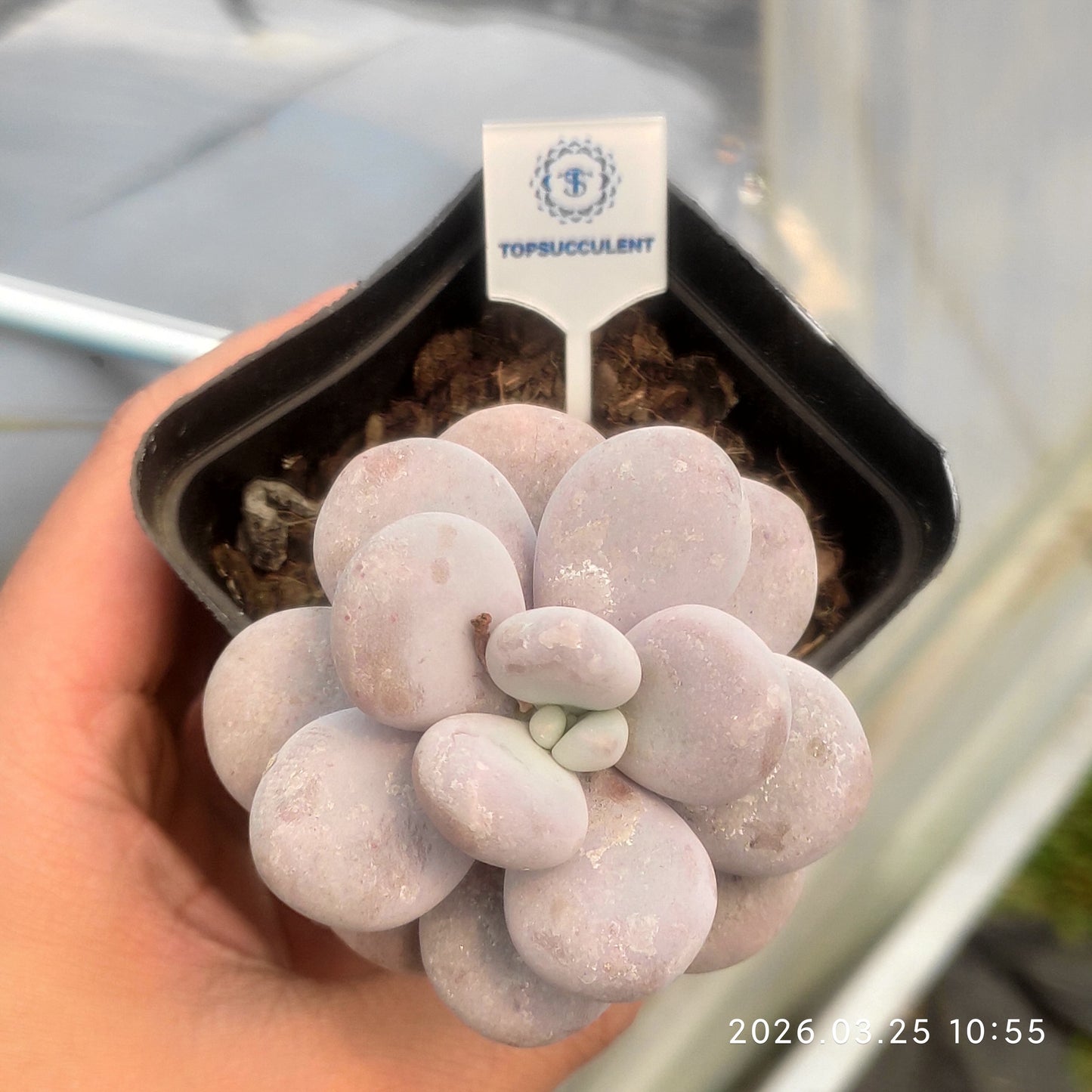 6846 Echeveria Oviferum Moon Stone (7cm pot size)
