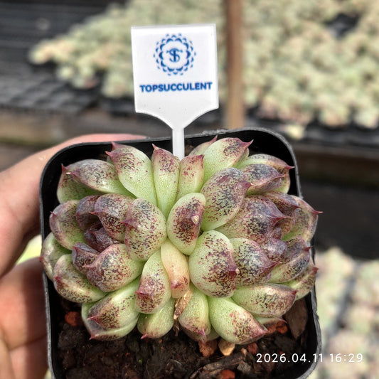 25661 Echeveria Black Chocolate (6.5cm pot size)