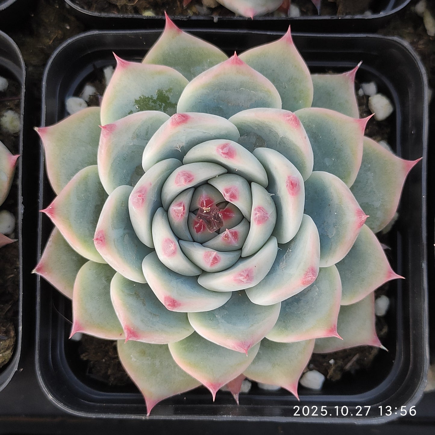 21812 Echeveria Chihuahuaensis Hyb (7cm pot size)