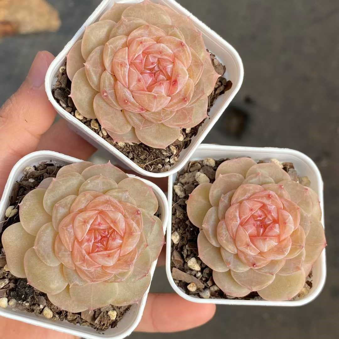 22724 Echeveria Morganite (5.5cm pot size)