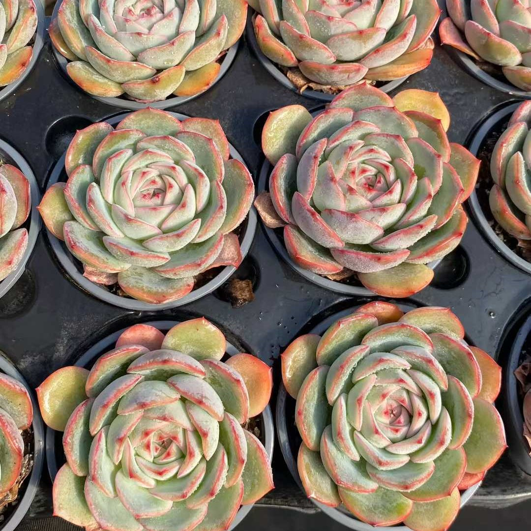24789 Echeveria Strawberry Candy (9cm pot size)