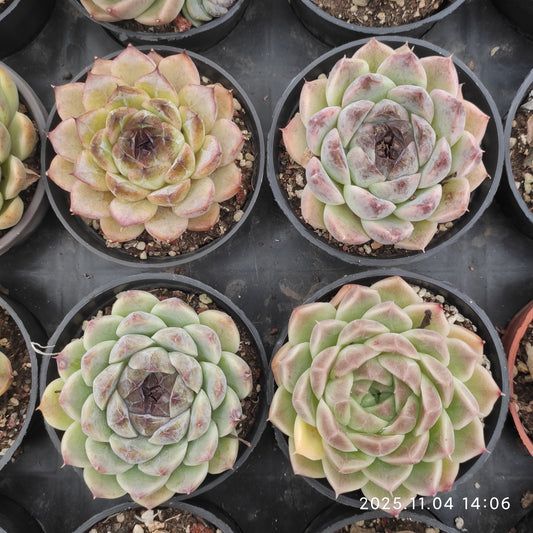 18906 Echeveria Black Rose (9cm pot size)