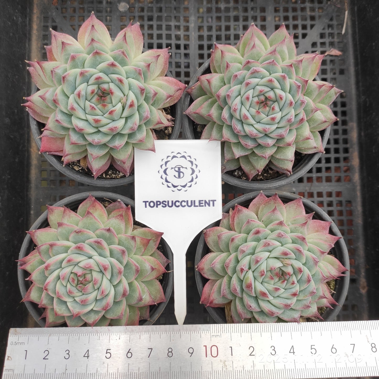 15037 Echeveria Cadbury (9cm pot size)