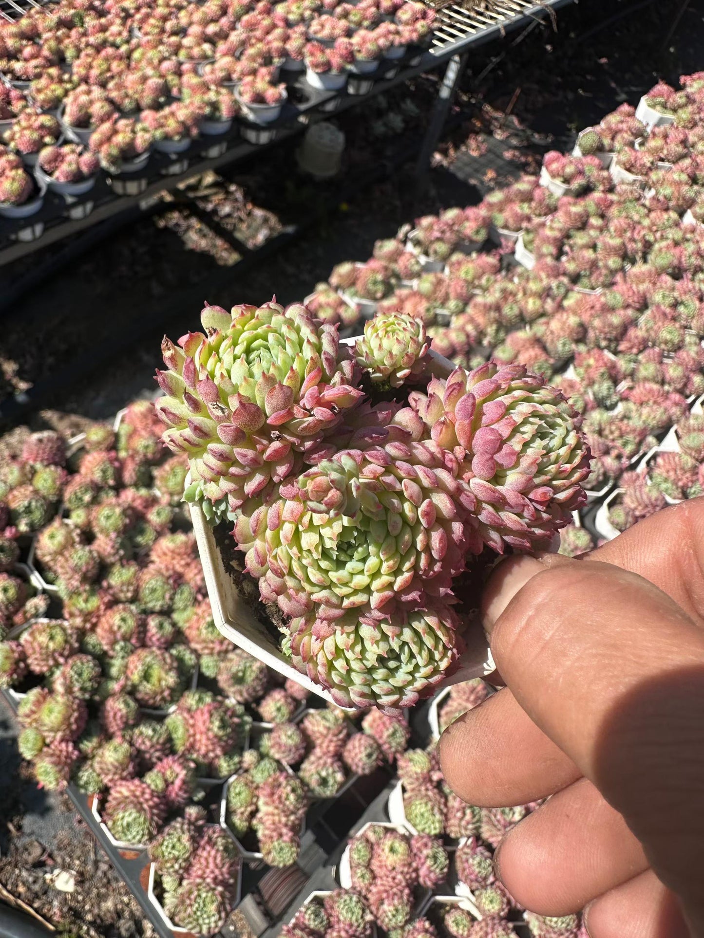 8350 Echeveria Glublosa (7cm pot size)