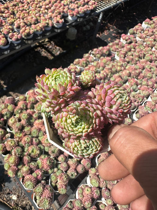8350 Echeveria Glublosa (7cm pot size)