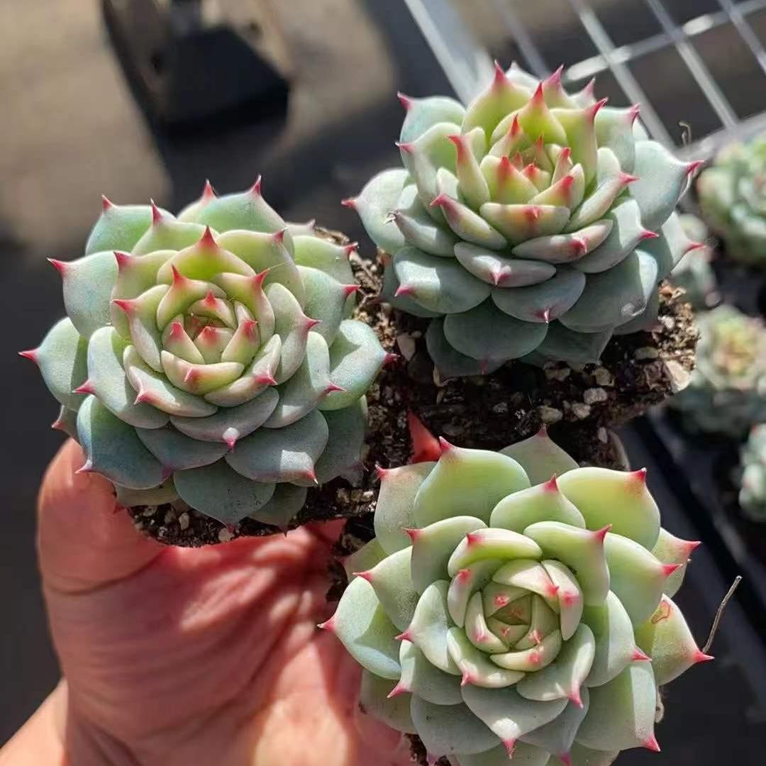 25200 Echeveria Blue Eyes (5cm pot size)