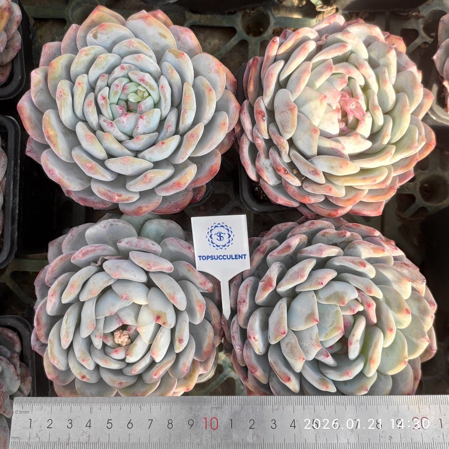4975 Echeveria Orange Monroe (12cm pot size)
