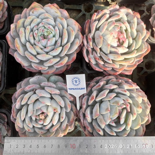 4975 Echeveria Orange Monroe (12cm pot size)