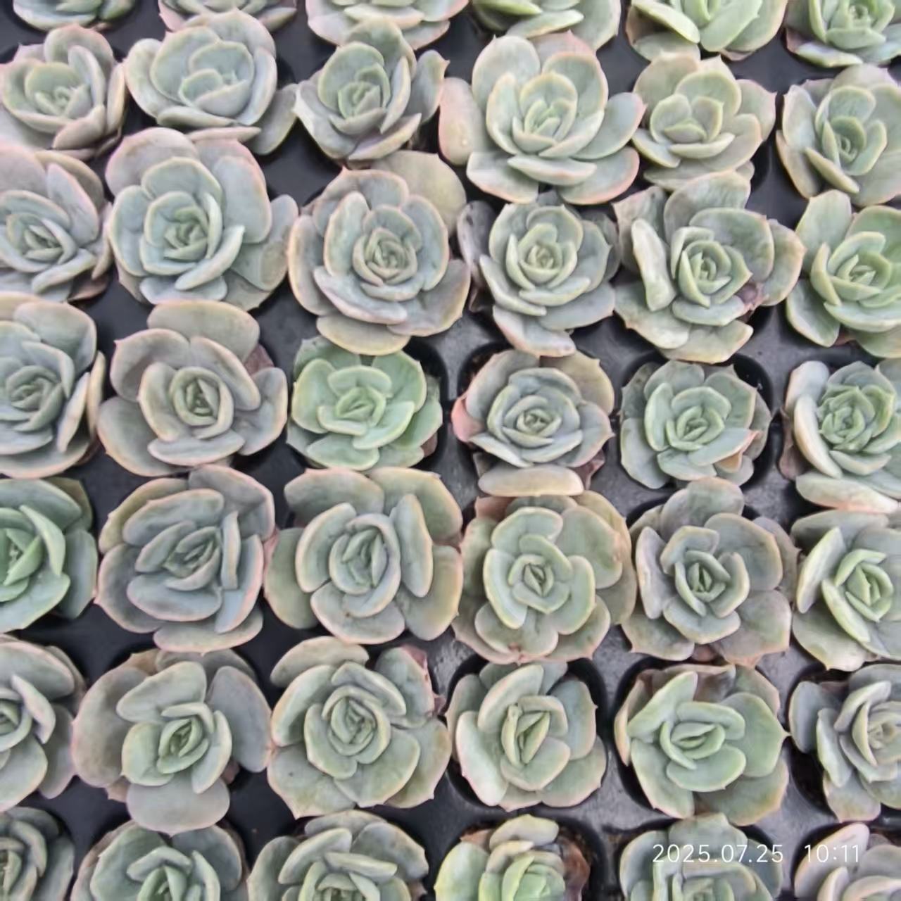 14212 Echeveria Blue Surprise (3cm pot size)