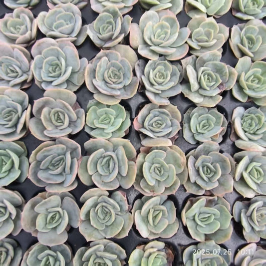 14212 Echeveria Blue Surprise (3cm pot size)