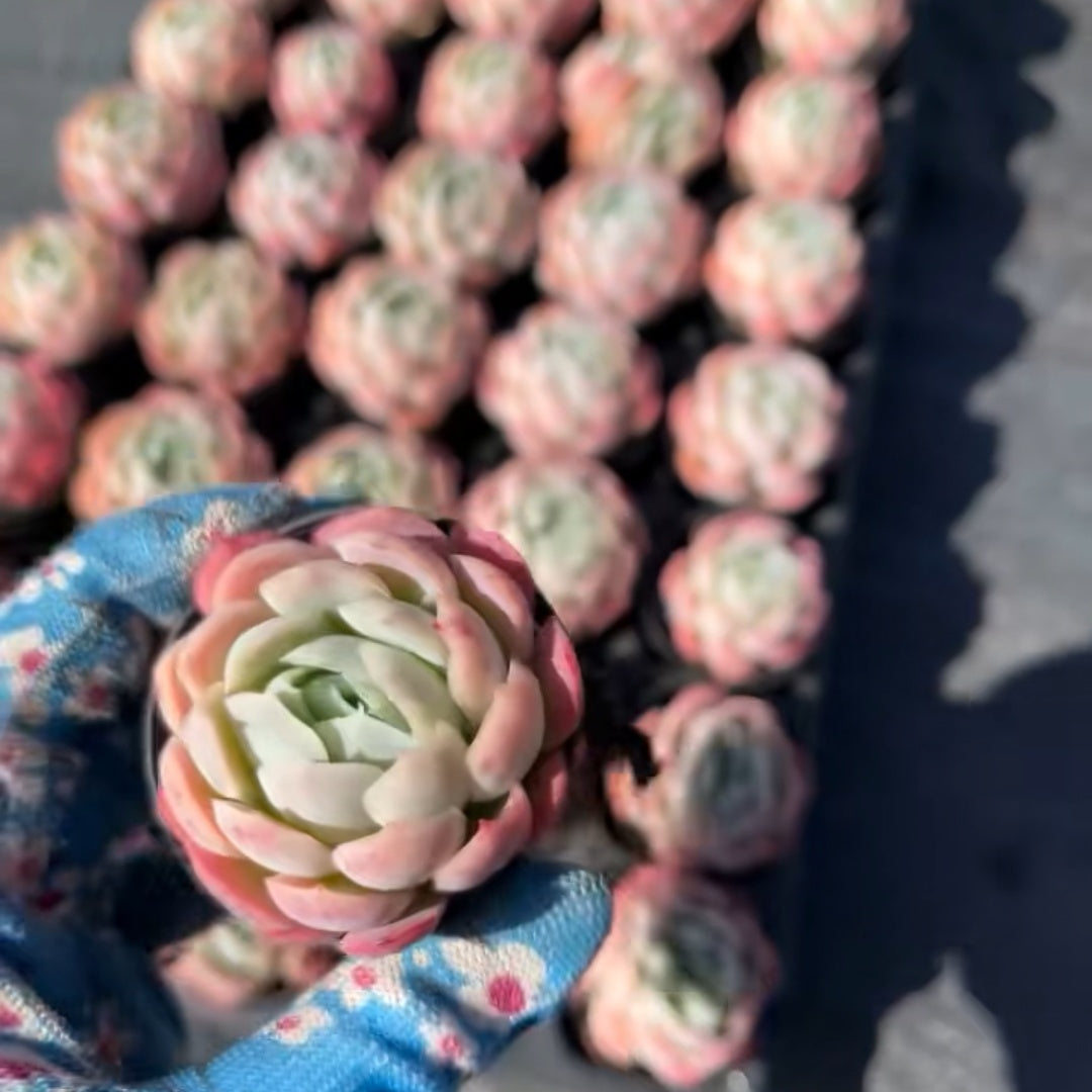 23651 Echeveria Berry (5cm pot size)