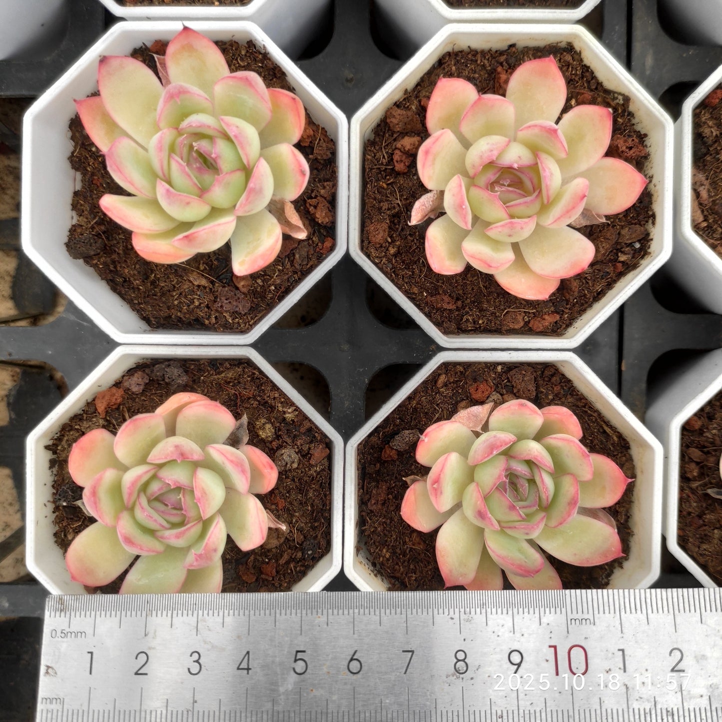 YBB053 Echeveria Strawberry Ice(7cm pot size)