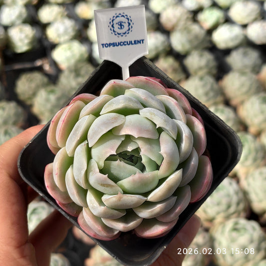 25690 Echeveria Berry (7cm pot size)