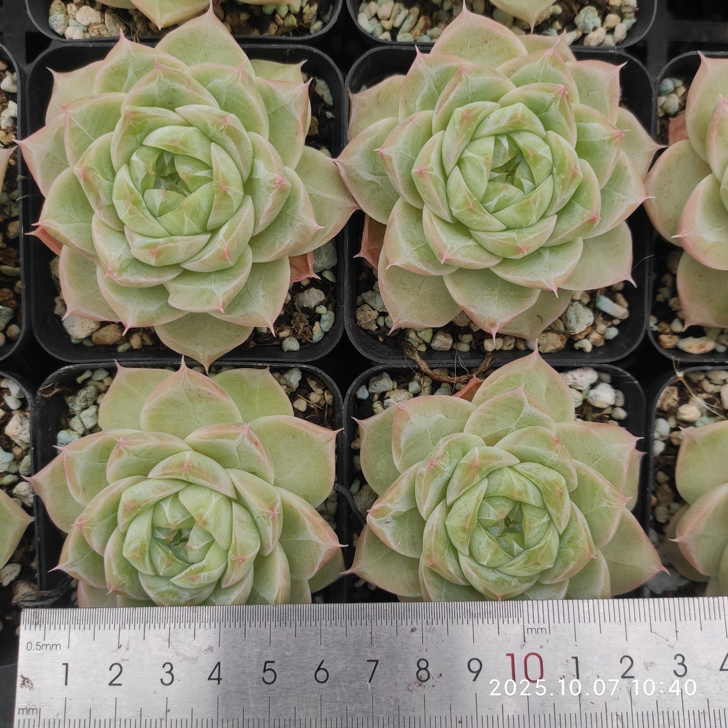 XQ1441 Echeveria Malgan Hyb(7cm pot size)