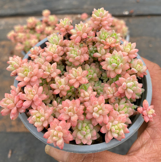 BL887-POT Echeveria Red Berry Hyb