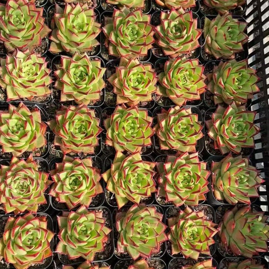 20602 Echeveria Lip Stick (7cm pot size)