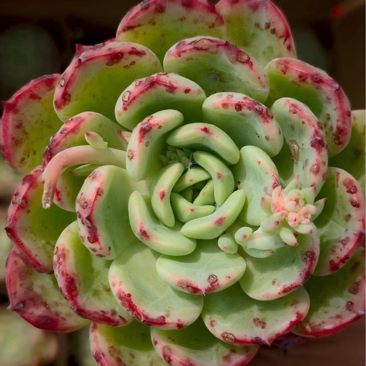 25311 Echeveria Shalmon (9cm pot size)
