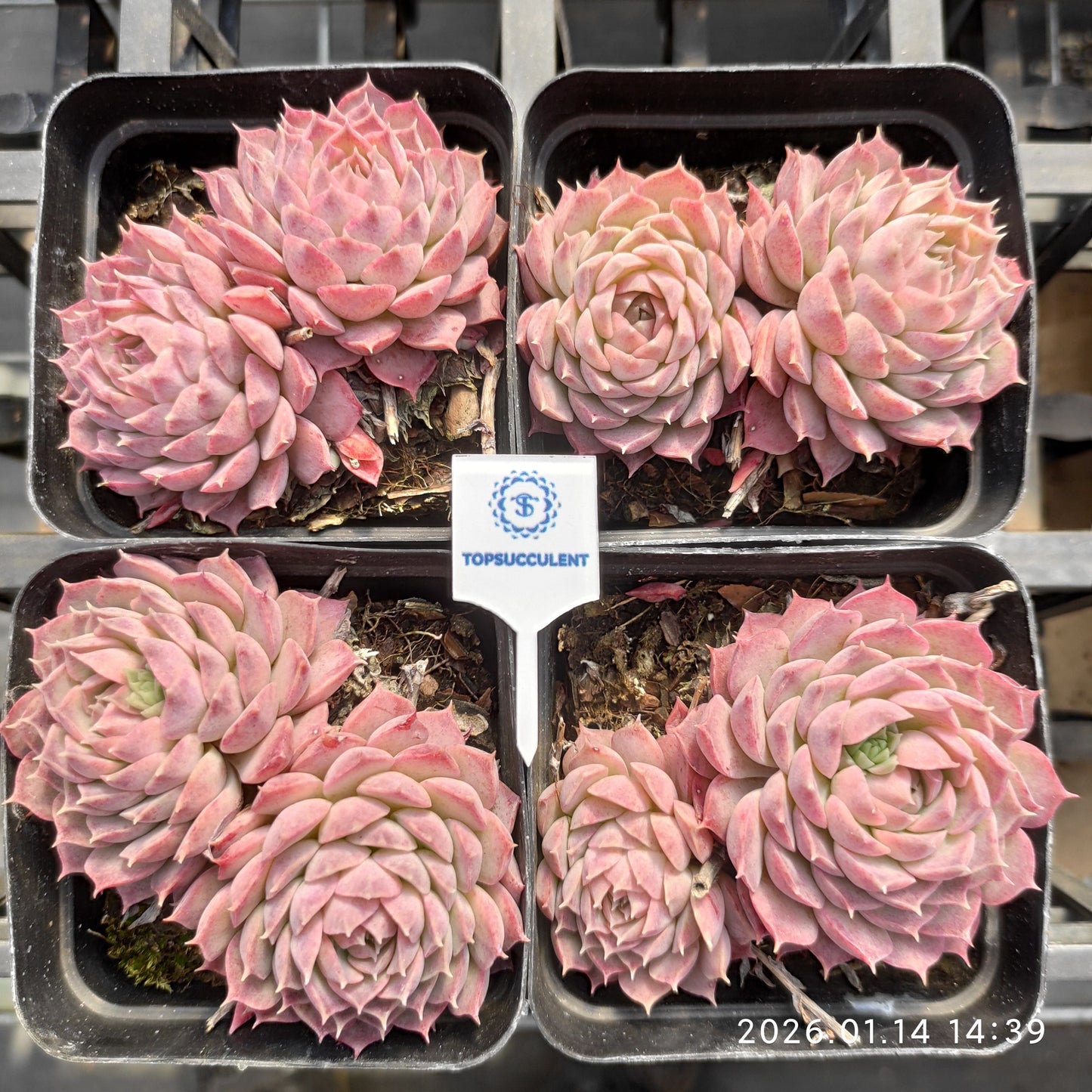 22447 Echeveria Sharlot Rose (7cm pot size)
