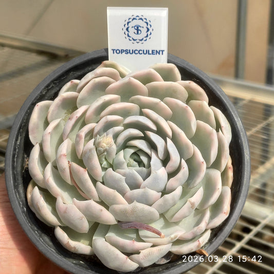 22320 Echeveria Snow Ball Variegated (9cm pot size)