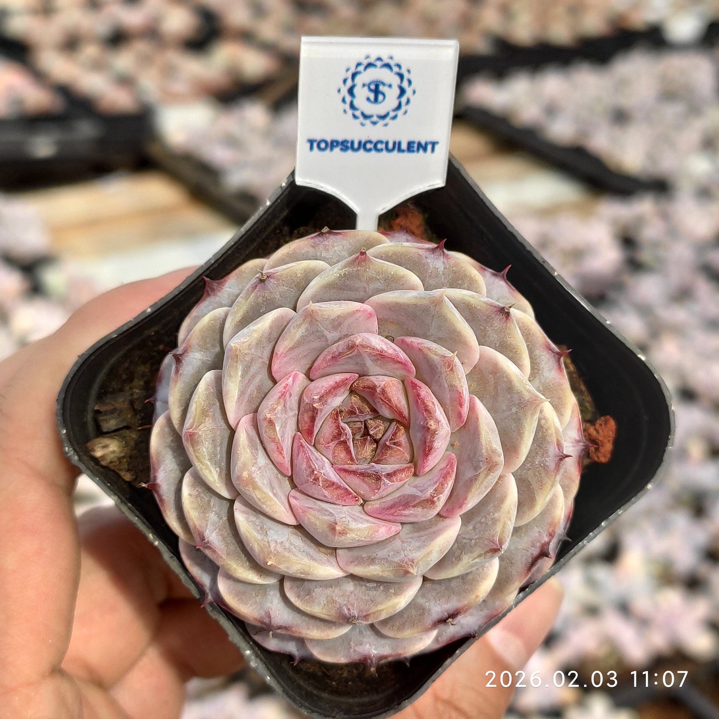 25602 Echeveria Purple Granada (6.5cm pot size)